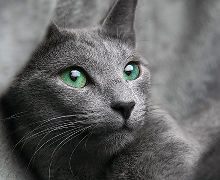 Blue eyes russian Russian Blue